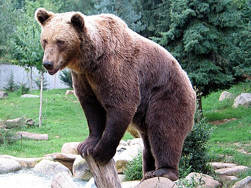 a bear