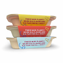 Windowsill Salad Kit: ORGANIC Purple Broccoli