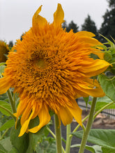 Goldy Double Sunflower, Organic