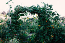 Flower Houses Gardening Kit