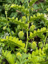 Hannah Chickpeas, Organic