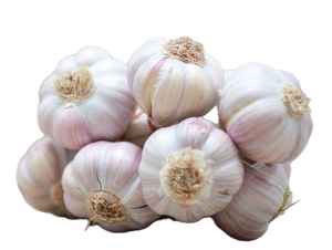 Organic Garlic