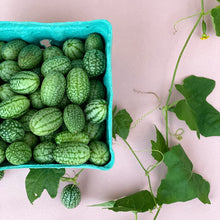 Tiny Garden Gardening Kit