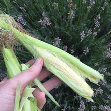 Tiny Garden Gardening Kit