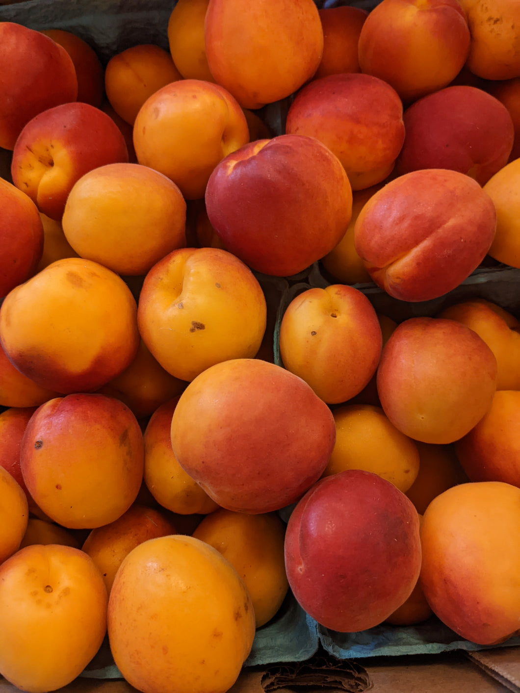 Apricots