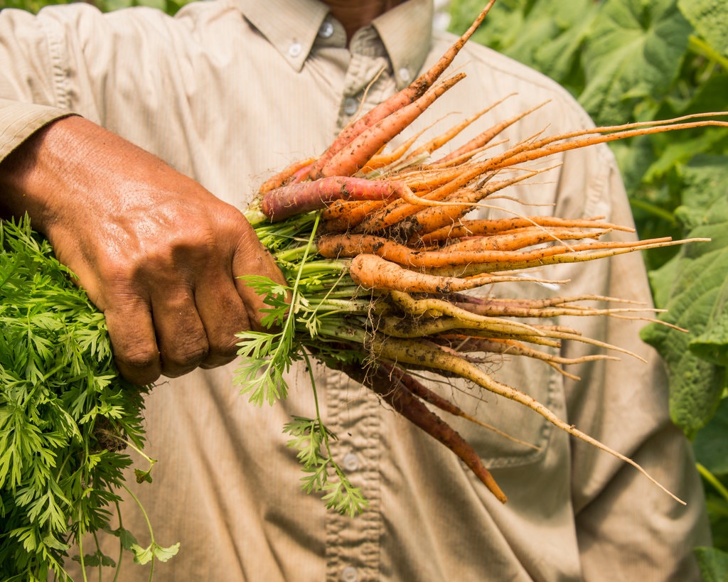 The Winter 2025 Norwich Meadows Farm CSA!